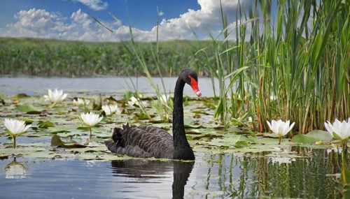 Ai generated, animal, animals, bird, birds, biotope, habitat, a, individual, swims, waters, reeds,