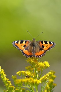 Small tortoiseshell (Aglais urticae), on a goldenrod (Solidago) flower, Wilden, North
