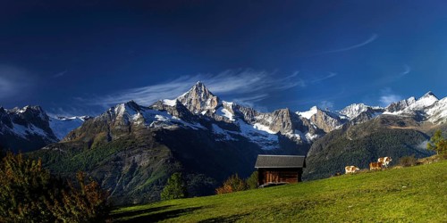 Visperterminen with the Bietschhorn in the Swiss Alps, cow, hut, idyll, idyllic, summer, mountain
