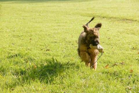 Briard, young, 4 months old, playing fetch