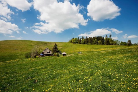 Mountain inn and flower meadow, Hinterwaldkopfhuette, Hinterwaldkopf, Hinterzarten, Black Forest,