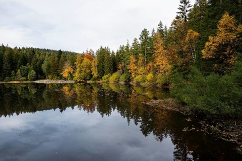 Lake and autumn forest, Mathisleweiher, near Hinterzarten, Black Forest, Baden-Wuerttemberg,