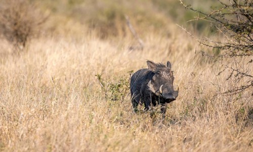 Common warthog (Phacochoerus africanus) in tall dry grass, Kruger National Park, South Africa,