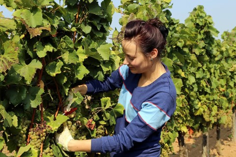 Symbolic image: Young woman hand-picking Chardonnay from the Norbert Gross winery in Meckenheim