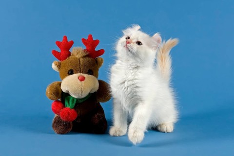 American-Curl kitten, age 17 weeks, colour seal torbie point with white, Christmas, studio picture