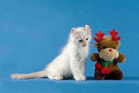 American-Curl kitten, age 17 weeks, colour seal torbie point with white, Christmas, studio picture
