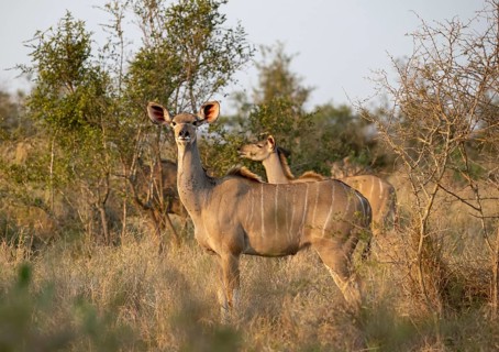 Greater Kudu (Tragelaphus strepsiceros) in dry grass, adult female in evening light, alert, Kruger