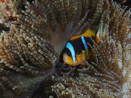 Allard's clownfish (Amphiprion allardi) in its beaded anemone (Heteractis aurora), dive site