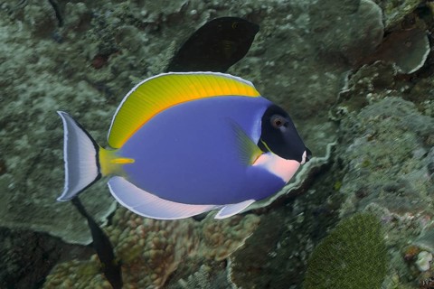 Powder blue tang (Acanthurus leucosternon), dive site Sodwana Bay National Park, Maputaland Marine