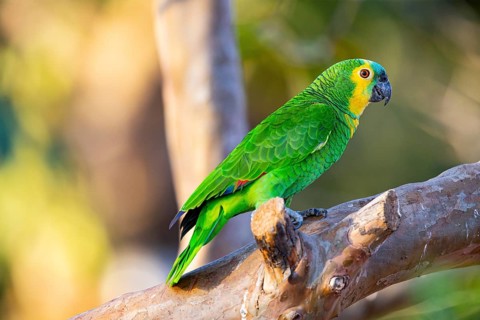 Blue-fronted Amazon (Amazona aestiva (Pantanal Brazil