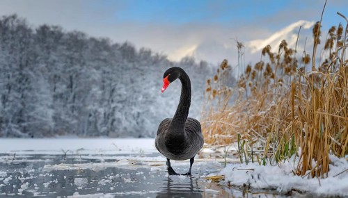 KI generated, animal, animals, bird, birds, biotope, habitat, one, individual, water, reed, blue