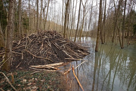 European beaver (Castor fiber), beaver lodge, Thuringia, Germany, Europe