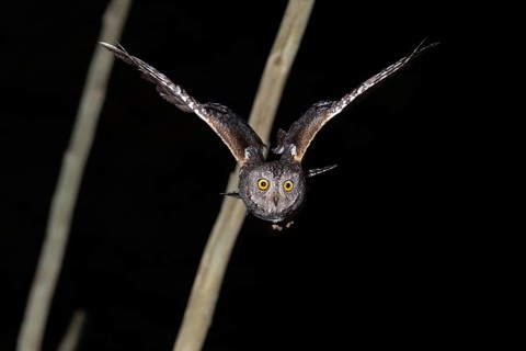 African scops owl (Otus senegalensis) in flight, Namibia, Africa