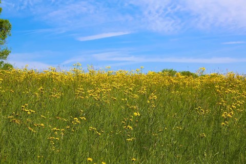 Flower meadow, landscape, yellow wildflowers, meadow hawkweed (Hieracium caespitosum), summer mood,
