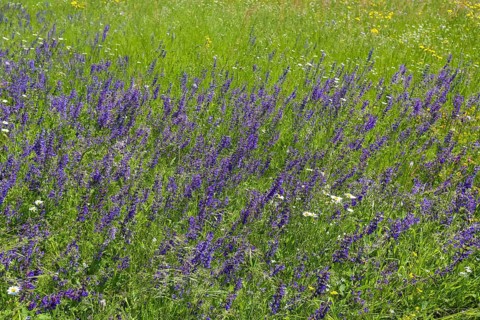 Flower meadow, landscape, wildflowers, meadow clary (Salvia pratensis), purple flowers, summer