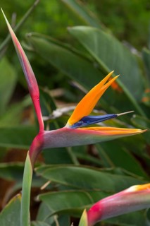Flowering strelitzias (Strelitzia), Botanical Garden, Erlangen, Middle Franconia, Bavaria, Germany,