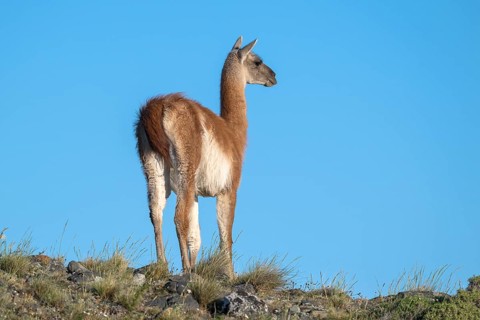 Guanaco (Llama guanicoe), Huanako, adult, in front of blue sky, Torres del Paine National Park,