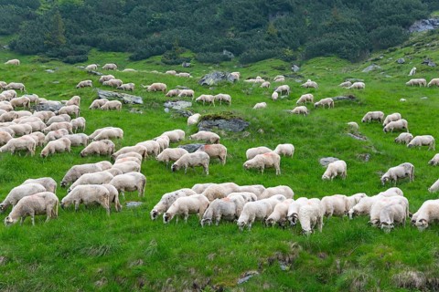 A large flock of sheep grazing peacefully on a green meadow in a hilly landscape, Transfogarasan