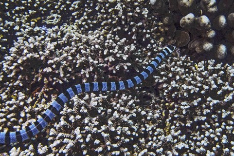 Banded colubrine sea krait (Laticauda colubrina), Wakatobi Dive Resort, Sulawesi, Indonesia, Asia