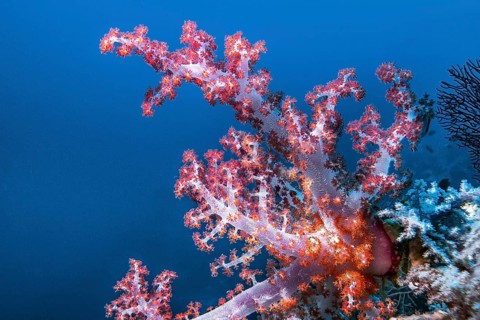 Soft coral, (Nephtya sp), Wakatobi Dive Resort, Sulawesi, Indonesia, Asia