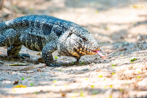 Gold tegu (Tupinambus teguixin) Pantanal Brazil