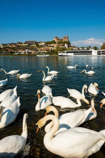 Swans on the Rhine and town view, Breisach am Rhein, Baden-Wuerttemberg, Germany, Europe