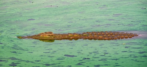 Nile crocodile (Crocodylus niloticus) in water with algae, Kruger National Park, South Africa,