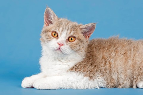 Pedigree cat Selkirk Rex, kitten, age 10 weeks, colour fawn tortie white, animal portrait, studio