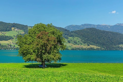 Lake Lucerne near Beckenried with view of the Rigi, Canton Niewalden, Switzerland, Lake Lucerne,