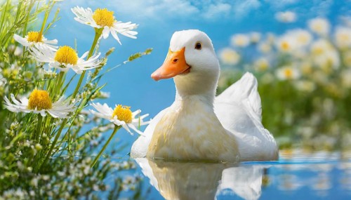AI generated, animal, animals, bird, birds, biotope, habitat, one, individual, foraging, wildlife,