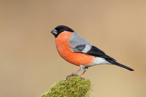 Eurasian bullfinch (Pyrrhula pyrrhula), male, sitting on a branch overgrown with moss, Wildlife,