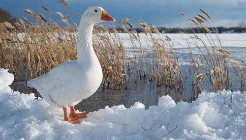 KI generated, animal, animals, bird, birds, biotope, habitat, one, individual, water, reed, blue