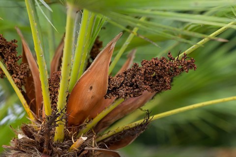 Flower seeds of a european fan palm (Chamaerops humilis), Botanical Garden, Erlangen, Middle