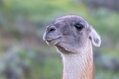 Guanaco (Llama guanicoe), Huanaco, adult, animal portrait, Torres del Paine National Park,