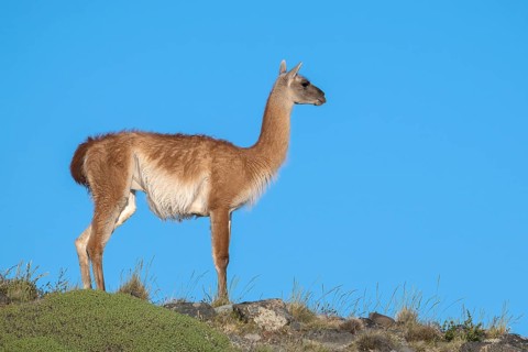 Guanaco (Llama guanicoe), Huanako, adult, in front of blue sky, Torres del Paine National Park,