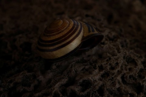 Small snail shell in shades of yellow and brown lies on a colour-matching background of tuff,