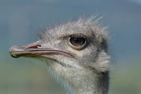 Common ostrich (Struthio camelus), animal portrait, captive, distribution Africa, Germany, Europe