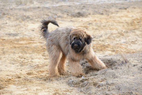 Briard, young, 7 months old, sand