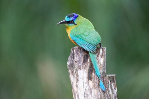 Blue-crowned motmot (Momotus momota) Pantanal Brazil