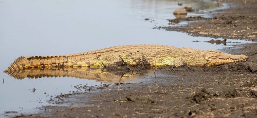 Nile crocodile (Crocodylus niloticus) sleeping on the bank, Sabie River, Kruger National Park,