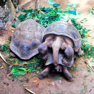 Seychelles, Fauna, Giant tortoise, Tortoises (Testudinidae), Africa