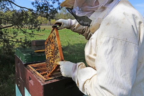 Beekeeper works on his hive