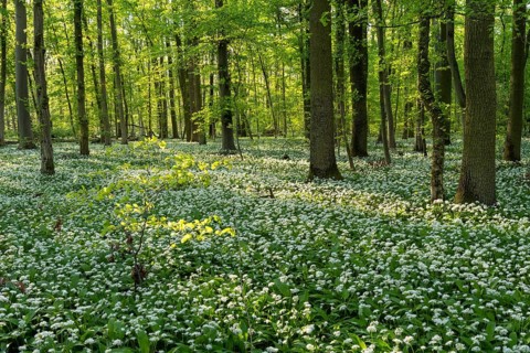 A deciduous forest with white flowering ramson (Allium ursinum) in spring in the evening sun.