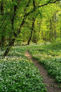 A path leads through a deciduous forest with white flowering ramson (Allium ursinum) in spring in