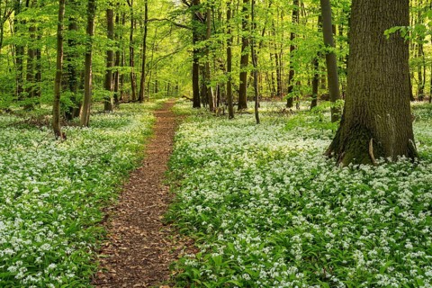 A path leads through a deciduous forest with white flowering ramson (Allium ursinum) in spring in