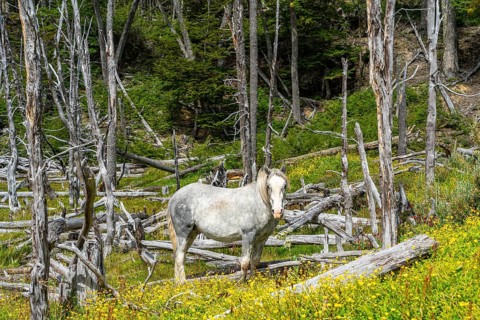 Horse, grey, grazing between buttercups and dead trees, Tierra del Fuego National Park, Tierra del