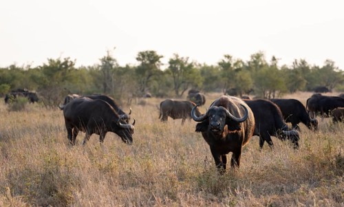 African buffalo (Syncerus caffer caffer), herd in the African savannah, Kruger National Park, South
