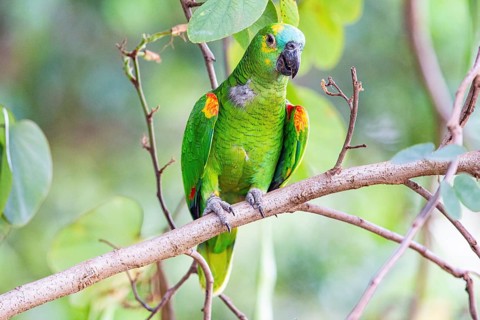 Blue-fronted Amazon (Amazona aestiva (Pantanal Brazil