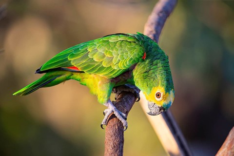 Blue-fronted Amazon (Amazona aestiva (Pantanal Brazil