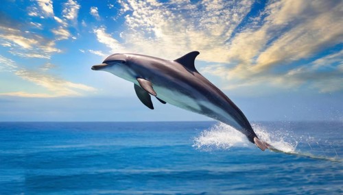 Ai generated, animal, animals, mammal, mammals, biotope, habitat, one, individual, foraging,
